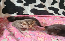 Mixed Breed cats for sale: Beautiful mixed litter - Image 8