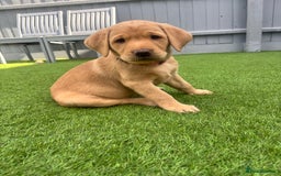 Labrador Retriever dogs for sale: Exceptional KC FTCH Working Labrador Pups - Image 25