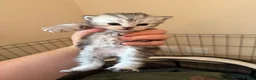 Persian cats for sale: Pure bred Chinchilla Persians  in Sheffield - Advert 6