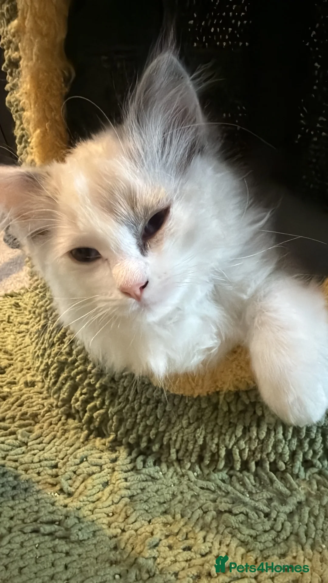 Ragdoll cats for sale: 2 Genetic tested pure Ragdoll Tortie Girl’s Ready - Advert 4
