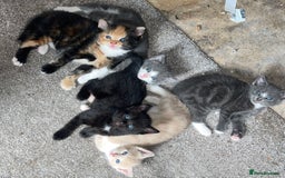Mixed Breed cats for sale: 2 black kittens available £60!!! - Image 3