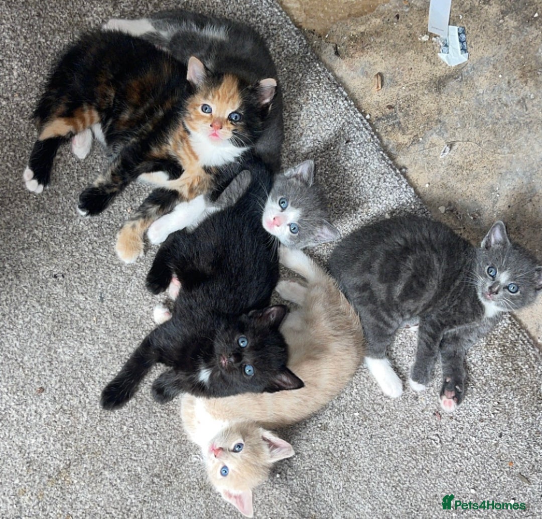 Mixed Breed cats for sale: 2 black kittens available £60!!! - Image 3