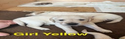 Goldador dogs for sale: Goldadors from KC registered parents  - Advert 5