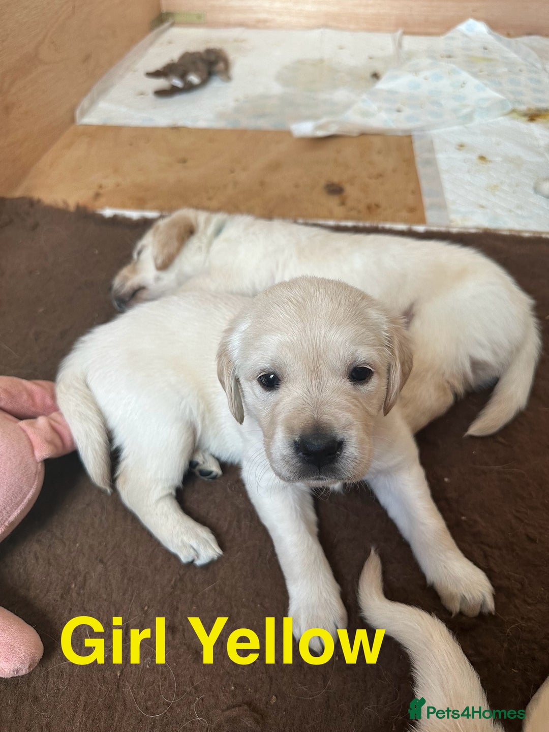 Goldador dogs for sale: Goldadors from KC registered parents  - Advert 5