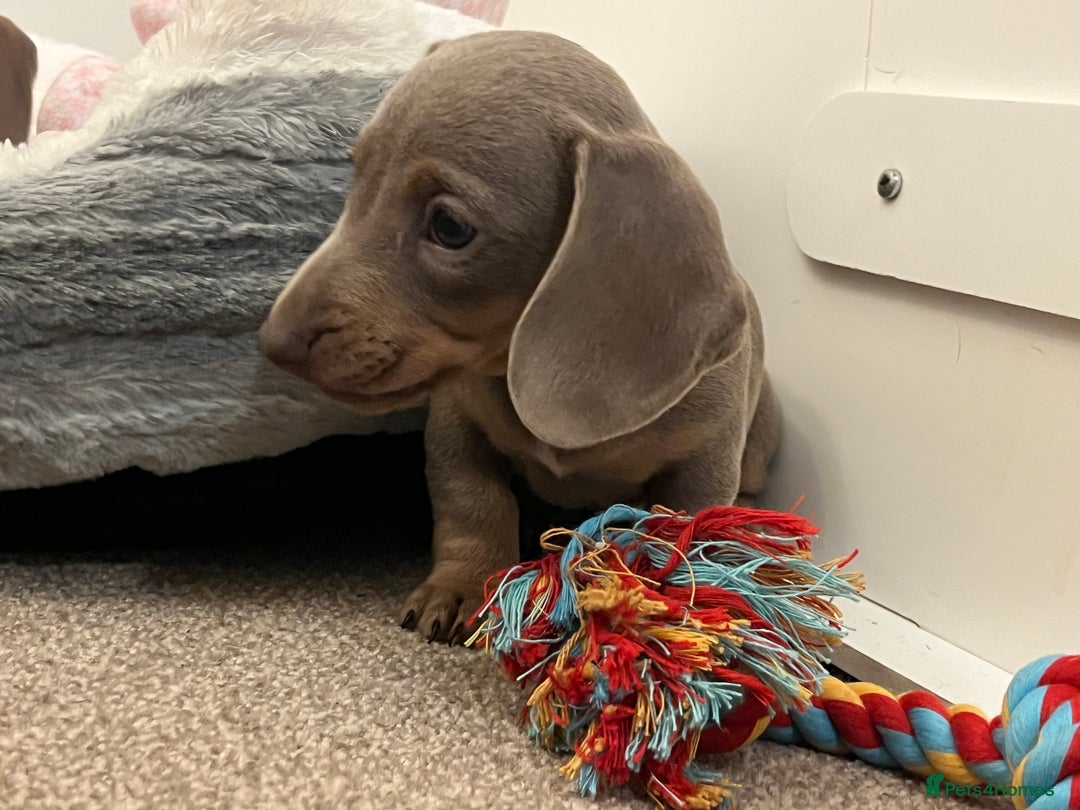Dachshund dogs for sale: Beautiful Isabella pups exceptional quality  - Image 31