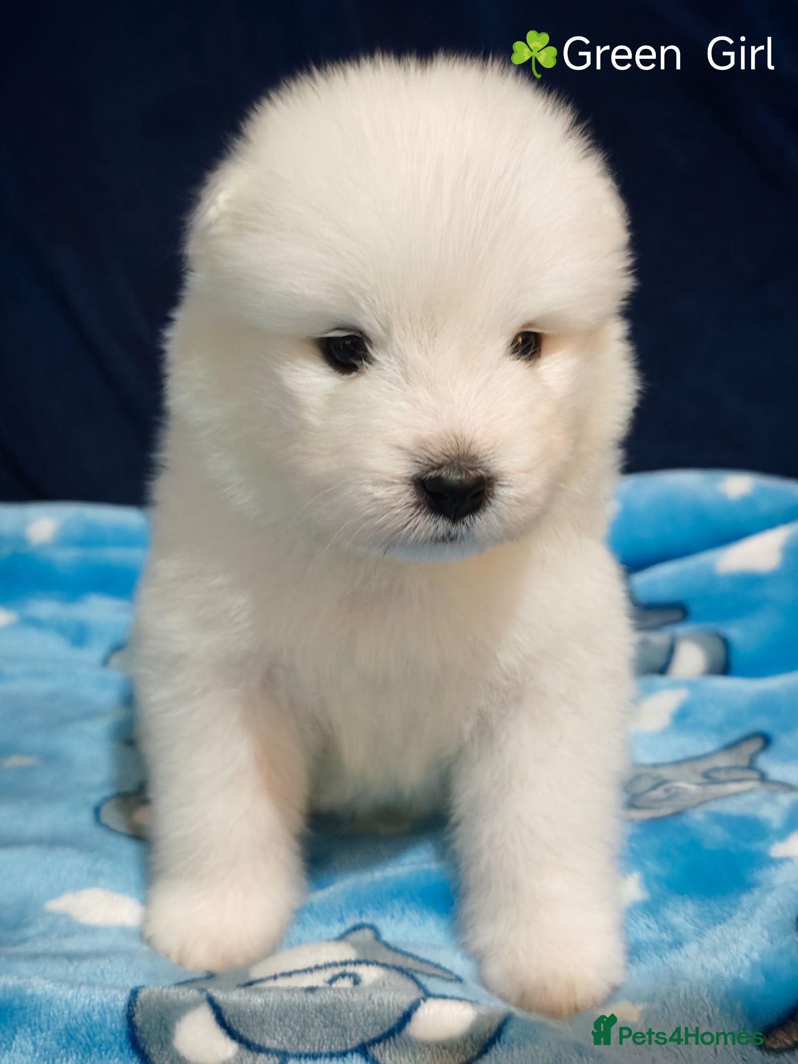 Samoyed dogs Exceptional pedigree puppies. - Advert 2
