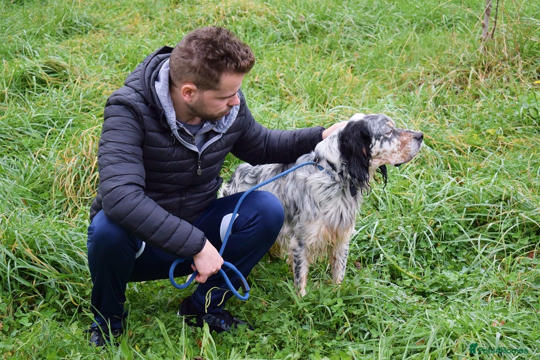 English Setter dogs for adoption: Balto - Advert 6