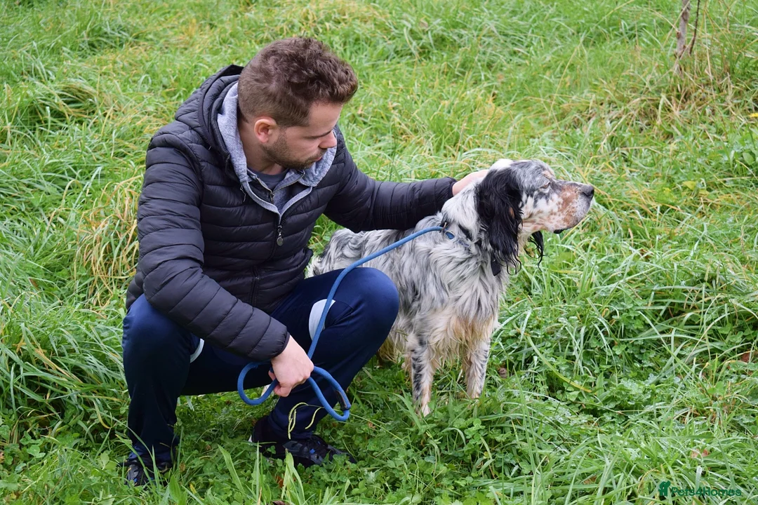 English Setter dogs for adoption: Balto - Advert 6