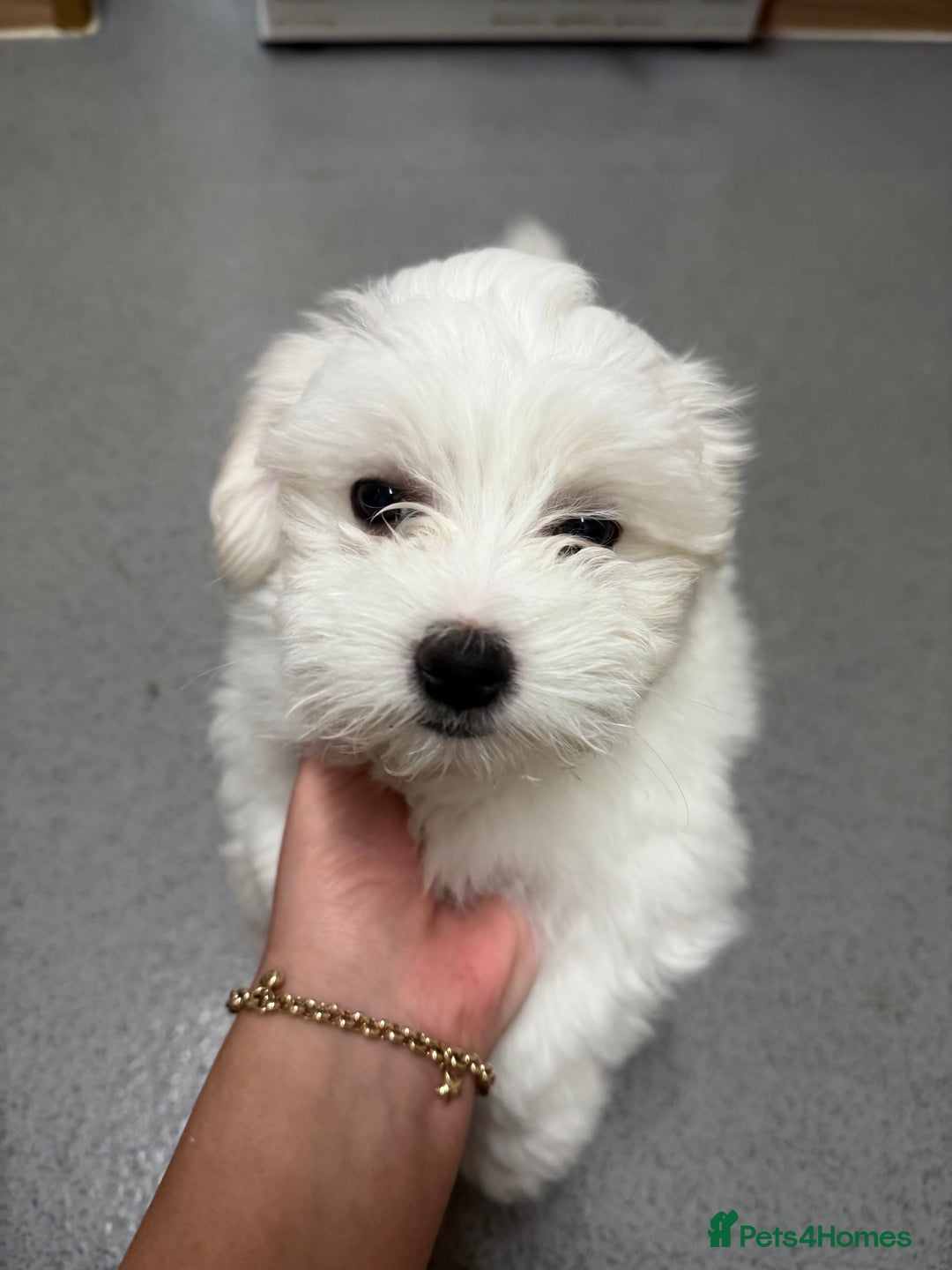 Maltese dogs for sale: 🐶 Bichon Maltese Puppies for Sale – Home Bred - Advert 3