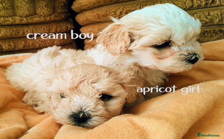 Maltipoo dogs - Advert 13