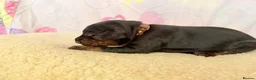 Dobermann dogs for sale: Exclusive Pedigree Dobermann Puppies.  - Advert 13