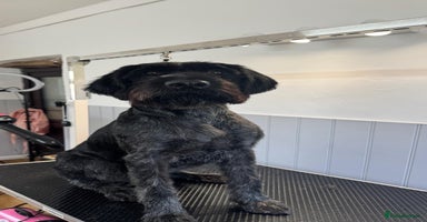 German Wirehaired Pointer dogs - Advert 2