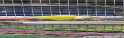 Parrots birds for sale: Stunning Parrots/Parakeets/Amazons  - Advert 3