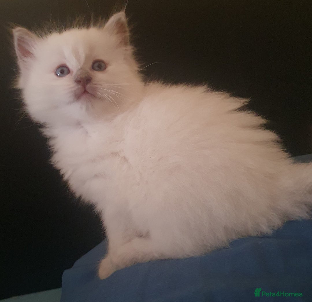 Ragdoll cats for sale: Ragdoll boy and girl ready now 💙❤️ - Image 6