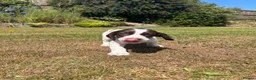Sprocker dogs for sale: Sprocker/sprockador in Barnstaple - Advert 5