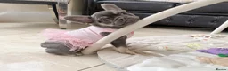 French Bulldog dogs for sale: READY NOW! 1 GIRL LEFT. BLUE & TAN FRENCH BULLDOG - Advert 4