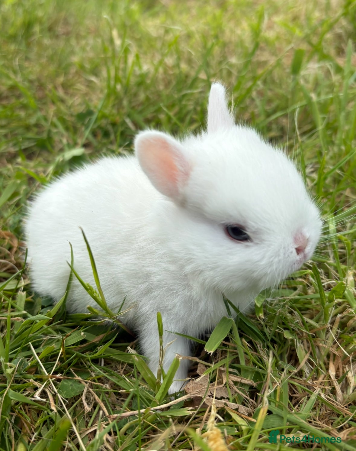 Netherland Dwarf rabbits   Netherland Dwarf bunnies  - Advert 14