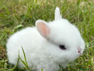 Netherland Dwarf rabbits Netherland Dwarf bunnies - Advert 14