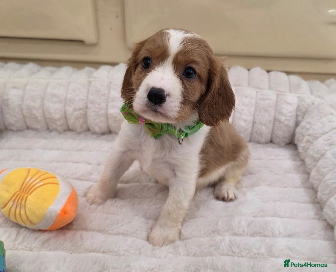 Cavalier King Charles Spaniel dogs for sale: KC Registered & DNA Tested Cavalier Puppies - Image 11