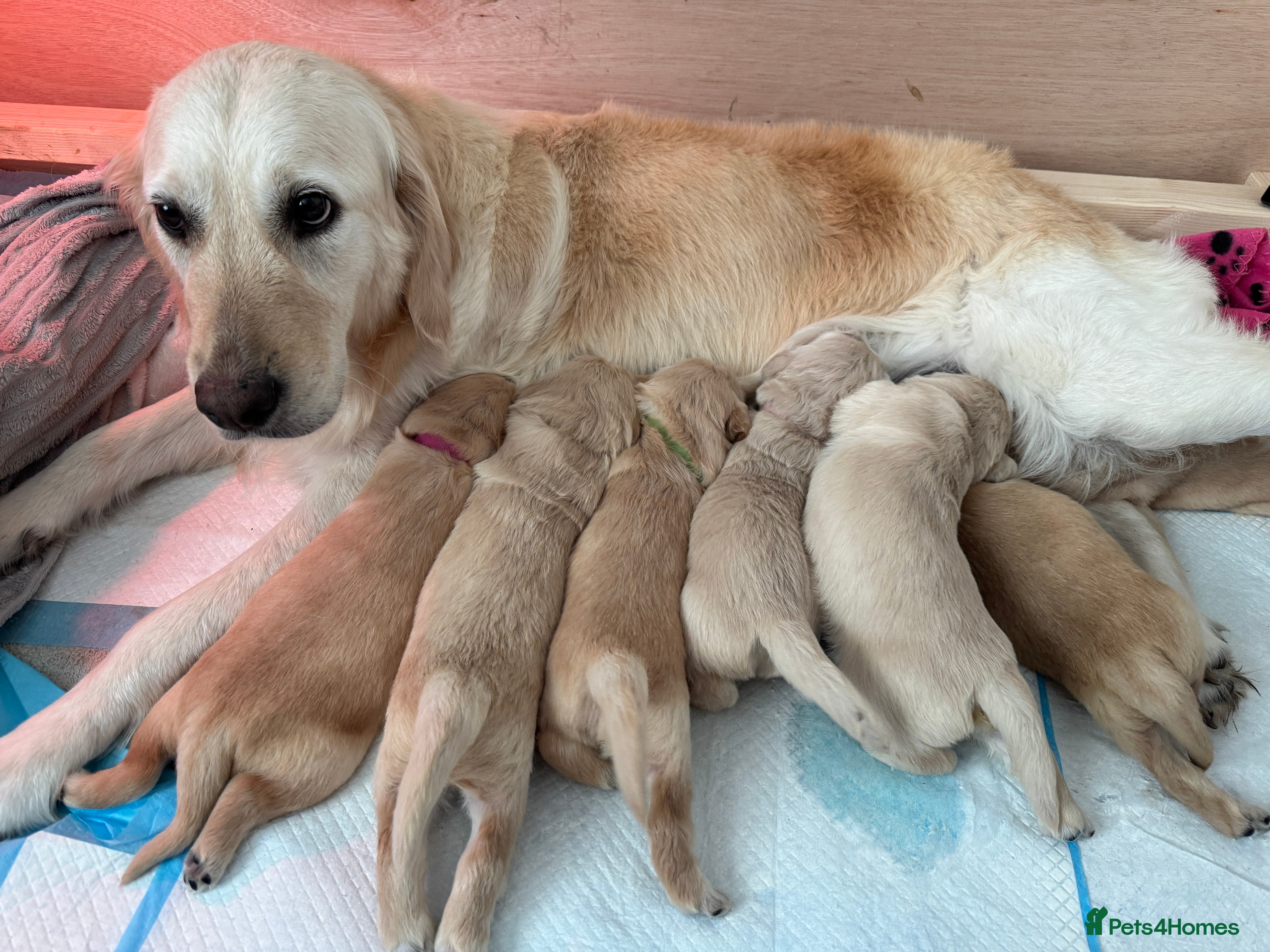 Golden Retriever dogs KC Goldens born 25/12/25 - Advert 2