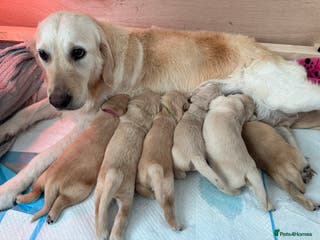 Golden Retriever dogs KC Goldens born 25/12/25 - Advert 1