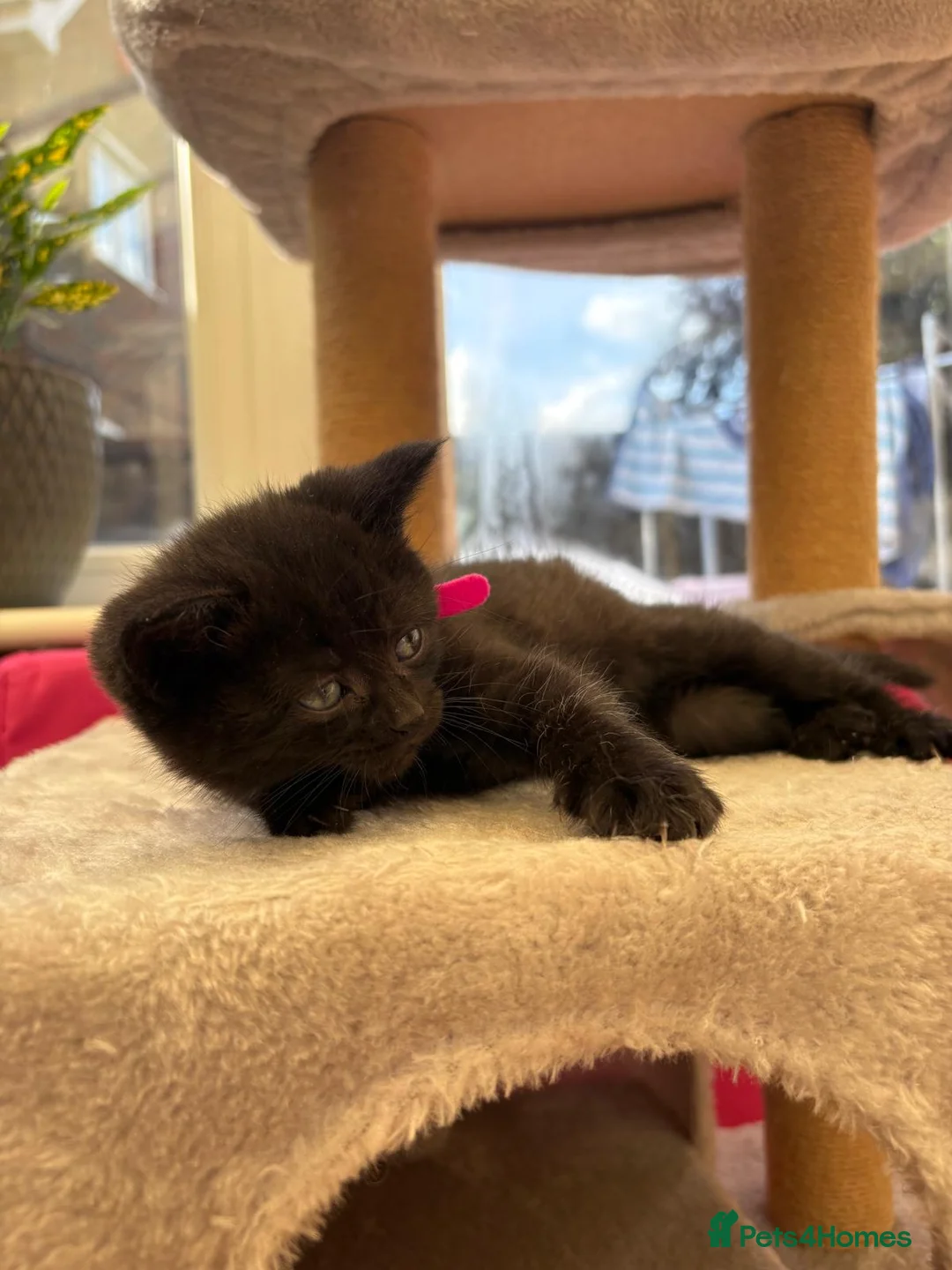 Mixed Breed cats for sale: 4 Girls for sale  - Advert 12