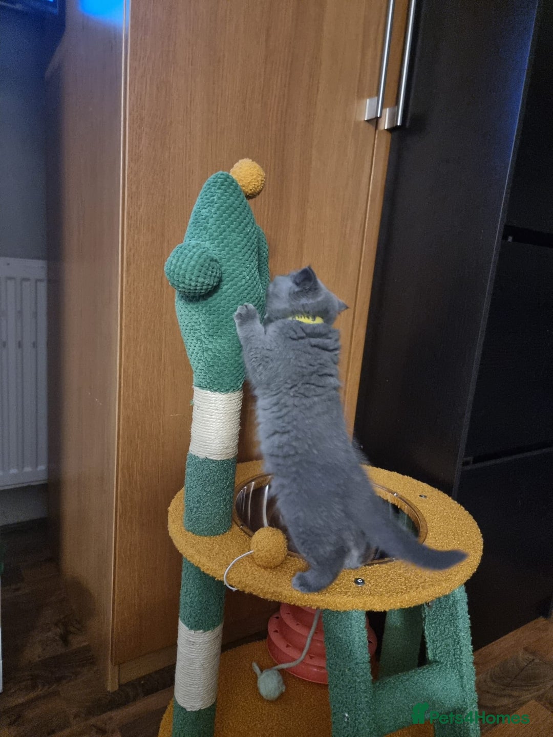 British Shorthair cats for sale: Last 2 Kittens Lilac & Blue Healthy GCCF Pedigree  - Image 6