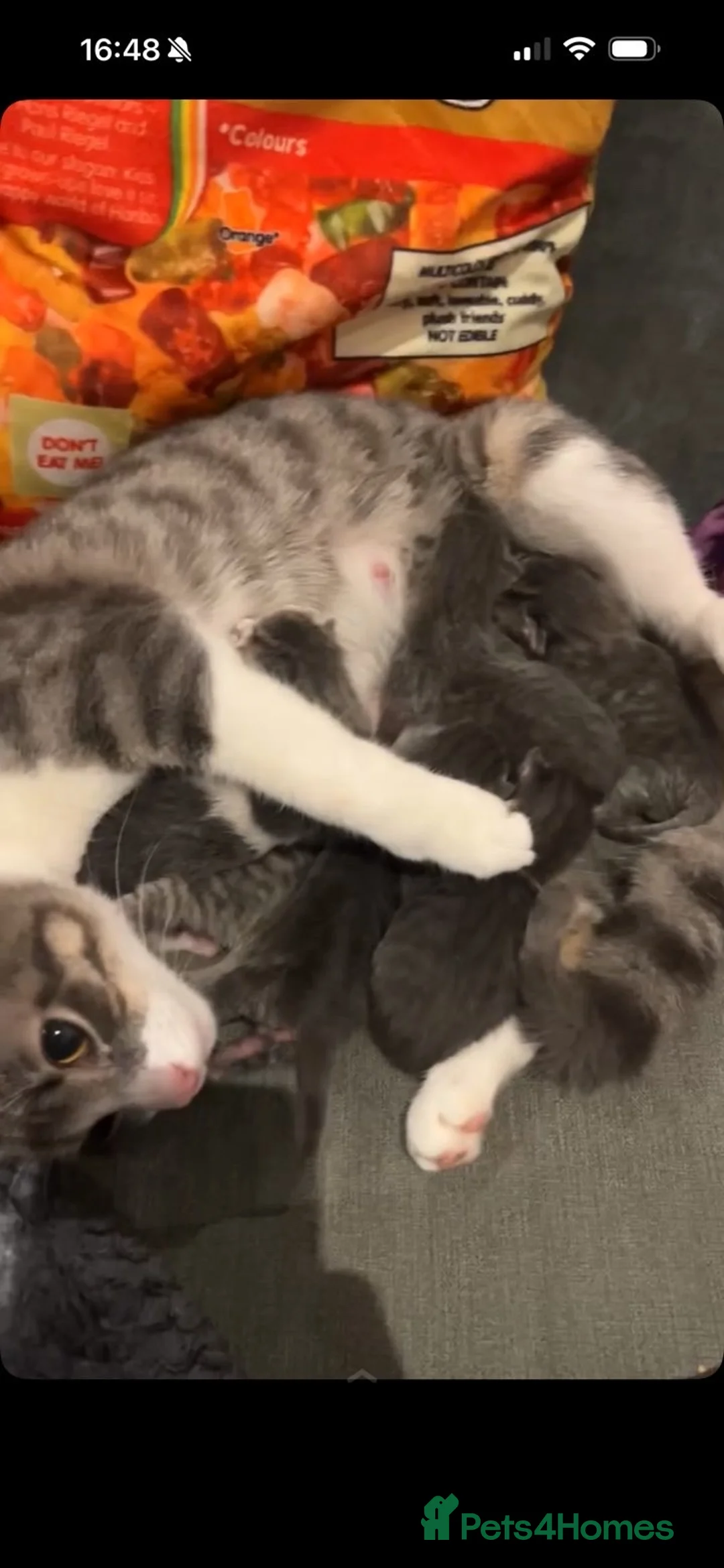 Mixed Breed cats for sale: Stunning grey and white kittens for sale  - Advert 10