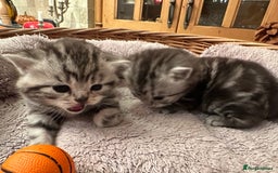 British Shorthair cats for sale: Silver Tabby also Brown Spotted Kittens - Image 24