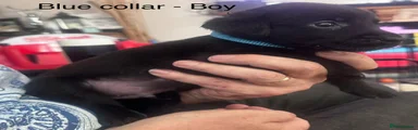 Labrador Retriever 7