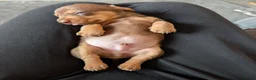 Miniature Dachshund dogs for sale: Miniature dachshund puppies for sale in Bilston - Advert 3