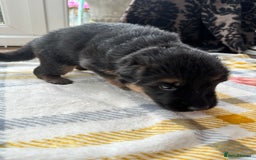 German Shepherd dogs for sale: KC show line German Shepherd puppies - Image 14