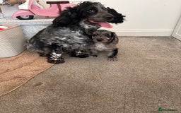 Cockapoo dogs for sale: 🐾Stunning blue merle Cockapoo Girl Puppy🐾 - Image 7