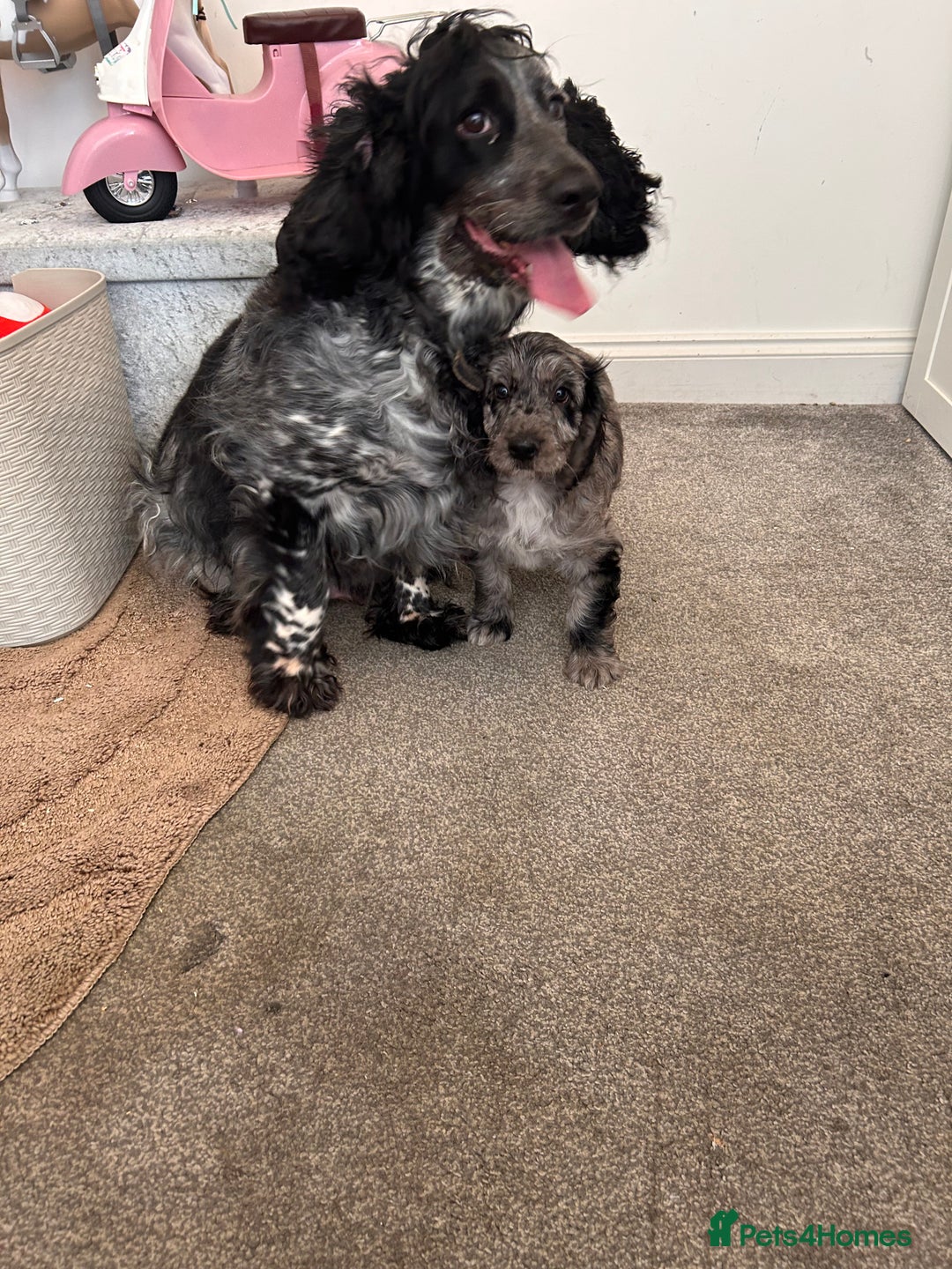 Cockapoo dogs for sale: 🐾Stunning blue merle Cockapoo Girl Puppy🐾 - Image 7