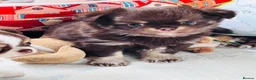 Chihuahua dogs for sale: chocolate tri long coat chihuahua puppies  - Advert 29