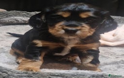 Cocker Spaniel dogs for sale: Stunning kc working cocker spaniels - Image 39