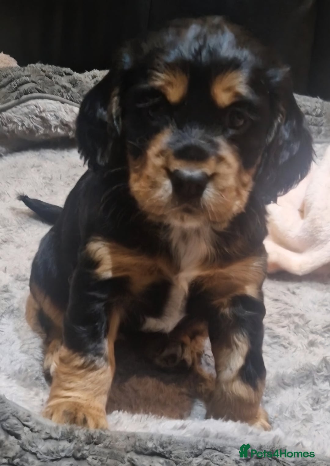 Cocker Spaniel dogs for sale: Stunning kc working cocker spaniels - Image 39