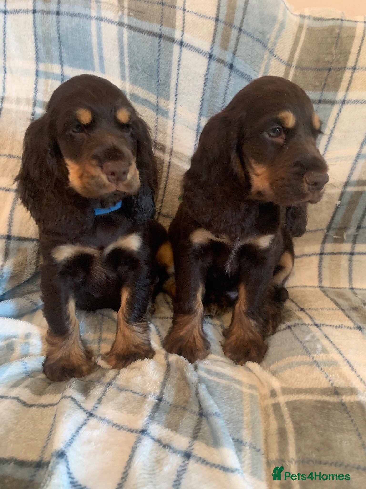 Cocker Spaniel dogs Show type cocker spaniel puppy’s  - Advert 2