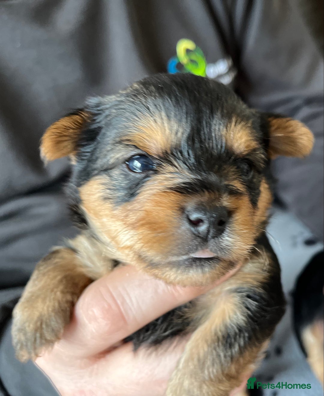 Yorkshire Terrier dogs for sale: Adorable Yorkshire Terrier Puppies for sale in Market Drayton - Image 4