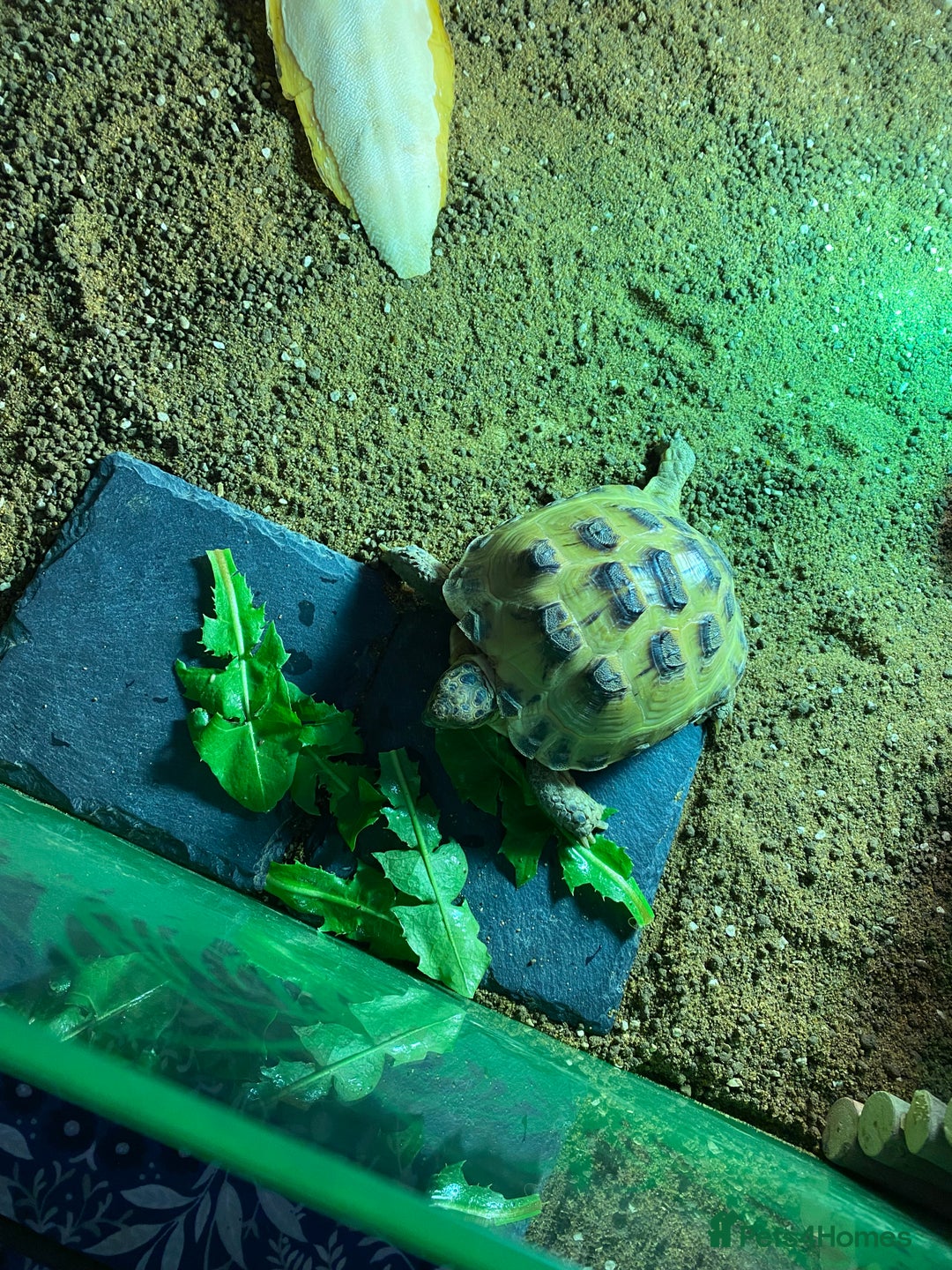Tortoise reptiles for sale: Tortoise Russian Horsefield - Image 3