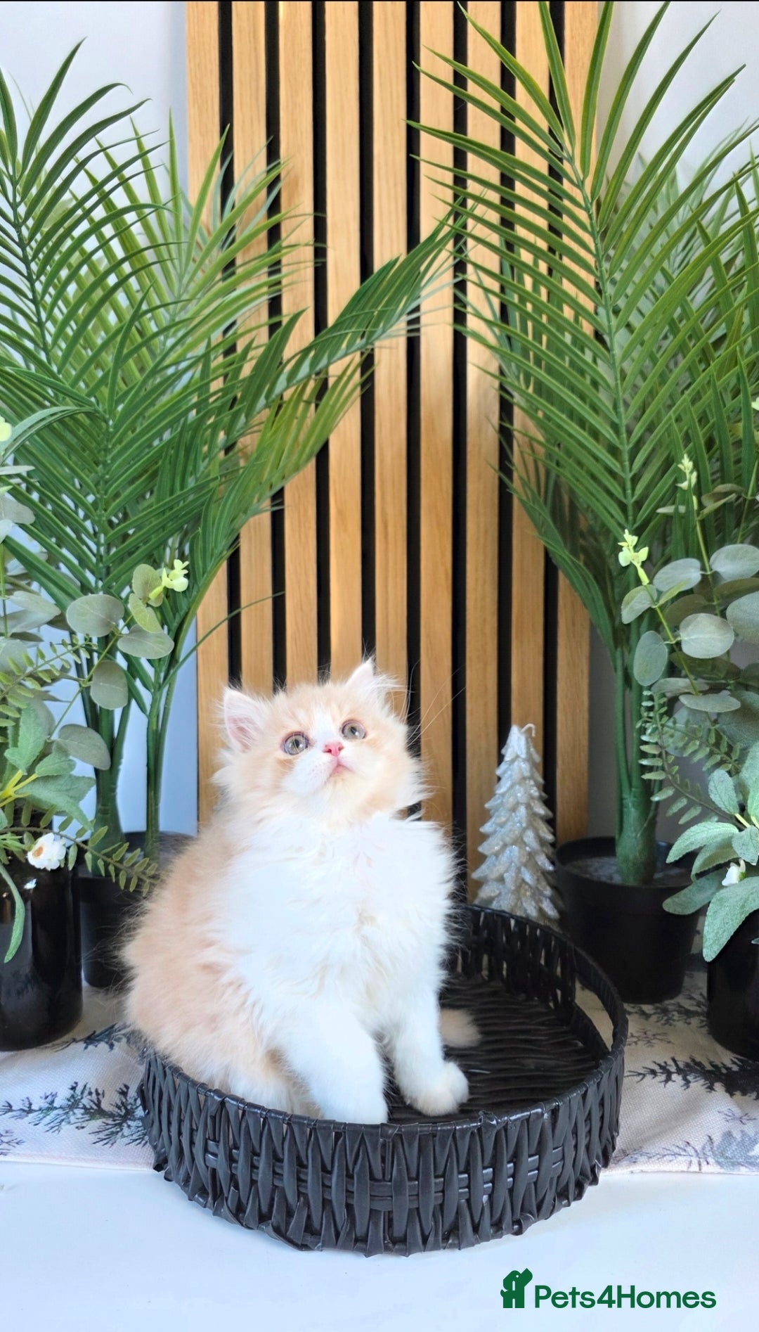 Mixed Breed cats for sale: Beautiful Ragdoll-Persian kittens - Advert 18