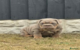 English Bulldog dogs for sale: Quality English bulldogs  - Image 3