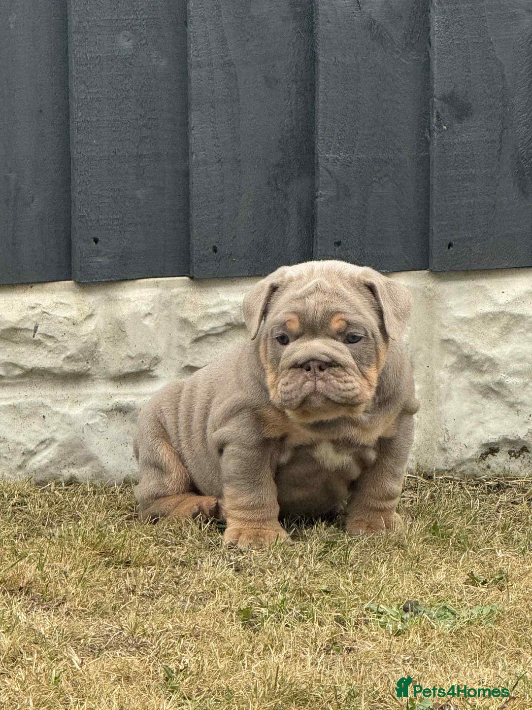 English Bulldog dogs for sale: Quality English bulldogs  - Image 3