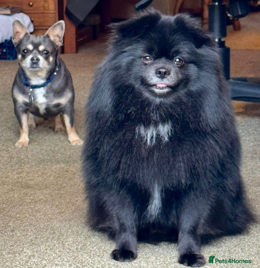 Pomeranian dogs for sale: Stunning young male Pomeranian  - Advert 3