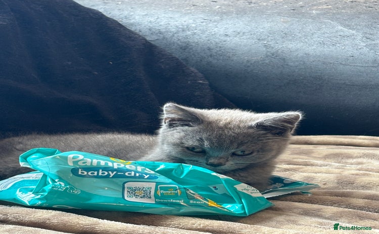 British Shorthair cats - Advert 14