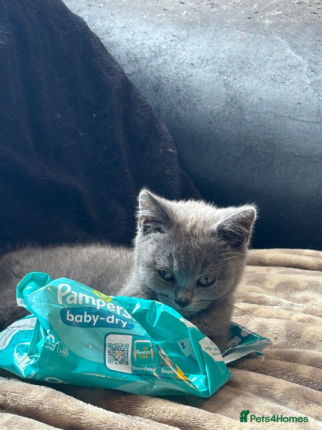 British Shorthair cats for sale: British shorthair kittens  - Image 1