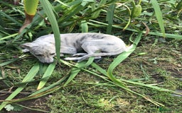 Whippet dogs for sale: Male whippet pups available  - Image 7