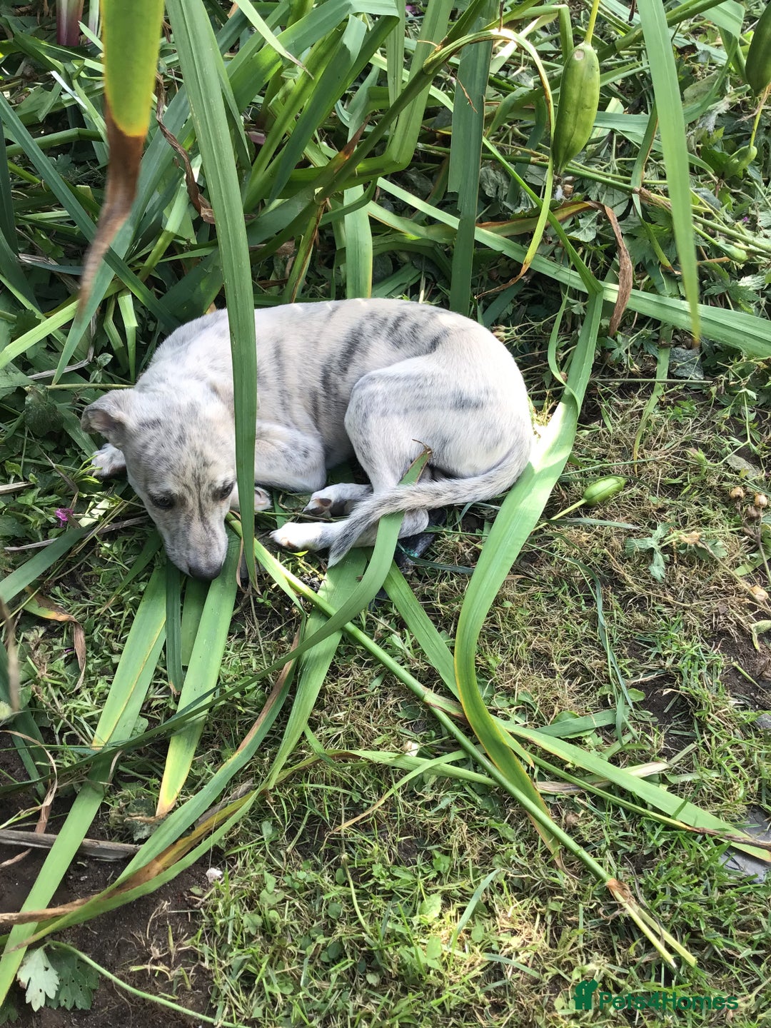 Whippet dogs for sale: Male whippet pups available  - Image 7