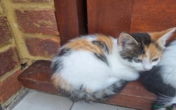 Mixed Breed cats for sale: Cute kittens  - Image 6