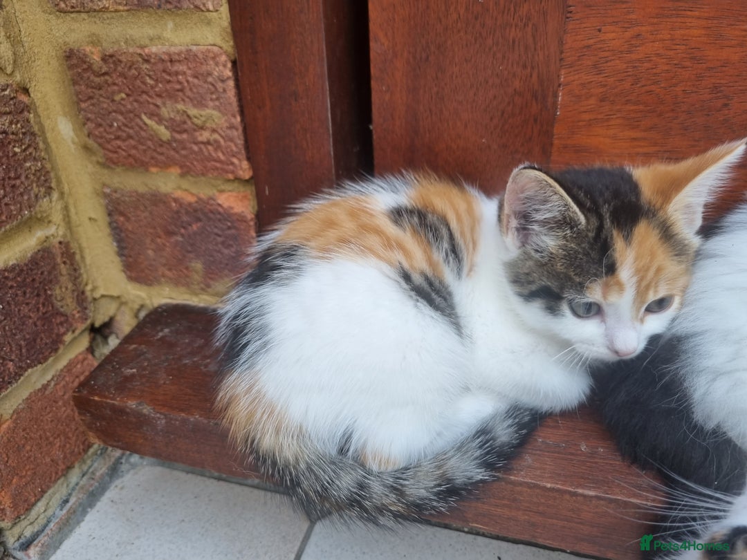 Mixed Breed cats for sale: Cute kittens  - Image 6